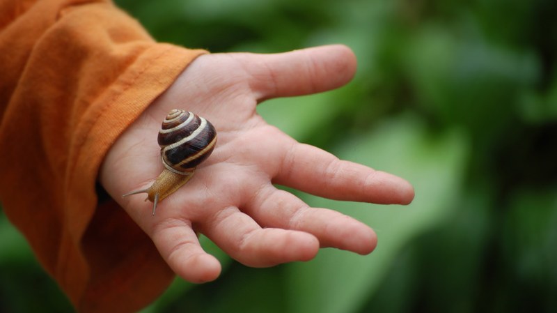 Detailansicht einer Kinderhand, auf der eine Schnecke mit Haus kriecht
